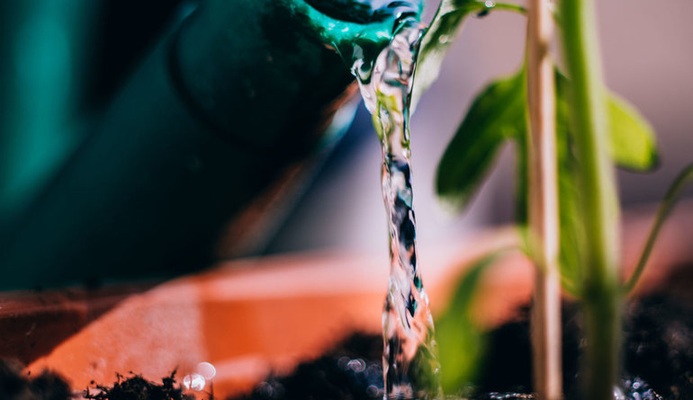Watering a plant